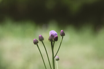 Outdoor blooming pink flowers Elecampane，Hemistepta lyrata (Bunge) Bunge
