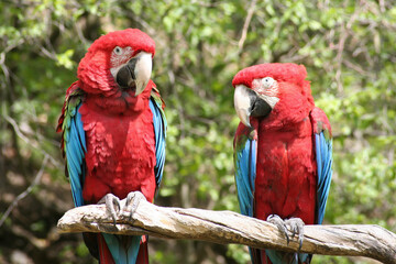 
wild red macaw macaw with colored feathers