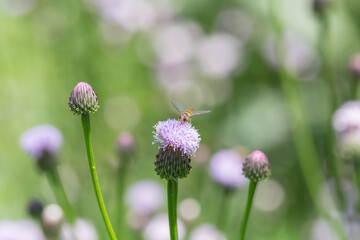 Outdoor blooming pink flowers Tagetes and bees，Hemistepta lyrata (Bunge) Bunge
