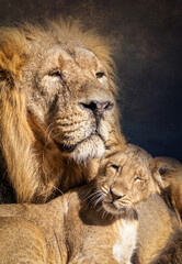 Obraz premium Male Lion and Lioness Resting Together in Golden Light Creating a Calm and Majestic Atmosphere