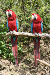 
wild red macaw macaw with colored feathers