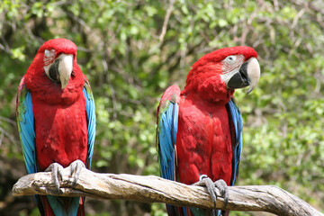 
wild red macaw macaw with colored feathers