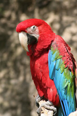 
wild red macaw macaw with colored feathers
