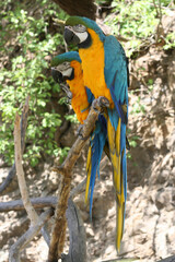 
blue-yellow macaw parrots on a branch in the park