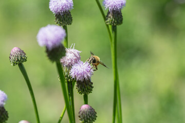 Outdoor blooming pink flowers Tagetes and bees，Hemistepta lyrata (Bunge) Bunge