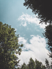 clouds in the sky between trees