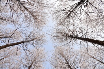 Top of trees covered with snow on a cloudy winter day. Low angle