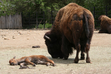 american bison grazing