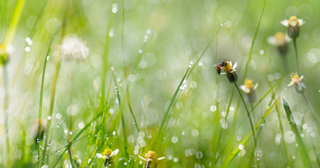 Bees on the flowers intersect against the backdrop of grass that has water droplets or dew with...