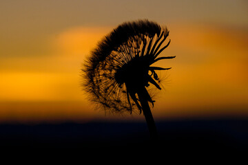 Pusteblume Abendstimmung