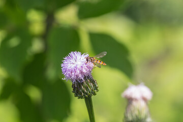Outdoor blooming pink flowers Tagetes and bees，Hemistepta lyrata (Bunge) Bunge