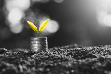 Seedlings are growing on coins that are stacked on the ground.