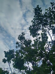 Fototapeta premium Sky and trees
