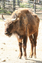 buffalo in the zoo