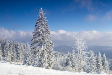 Winter mountain with snow-covered trees, thick clouds in distance