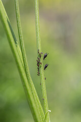 Outdoor blooming pink flowers Tagetes and aphids，Hemistepta lyrata (Bunge) Bunge