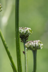 Outdoor blooming pink flowers Tagetes and aphids，Hemistepta lyrata (Bunge) Bunge