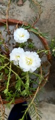 Obraz premium I love to capture nature beauty