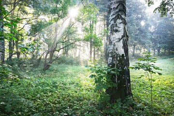 Sun rays flowing through the green birch trees. Alley in a city park. Fairy forest scene. Art,...