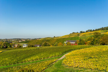 Vineyards with grapes fields under blue sky on sunny day 