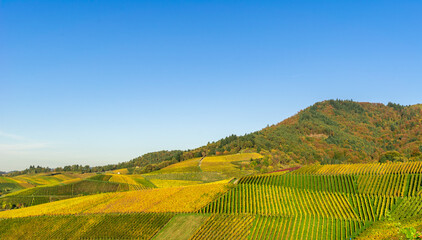 Panorama of vineyards of mountain under blue sky on sunny day