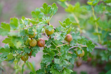 Obraz premium Gooseberry on a bush in the garden