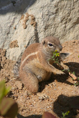 squirrel in the park at rock