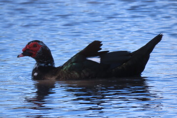 turkey on the water