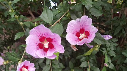 한국을 대표하는 국가꽃 무궁화 꽃