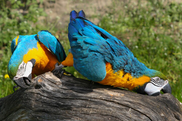 
wildly exotic colored macaw macaw on a branch