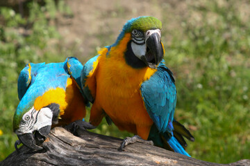 
wildly exotic colored macaw macaw on a branch