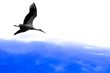 Fototapeta premium Abstract photo with stork on white background in abstract blue sky
