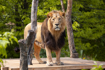 
A majestic wild lion stands among the trees. he has a mane. and behind it is a blurred green background and the sun shines on it