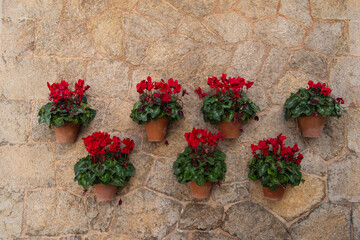 rote Alpenveilchen, dekoriert in Tontöpfen an einer Hauswand aus Stein