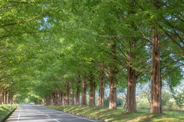 Metasequoia tree road