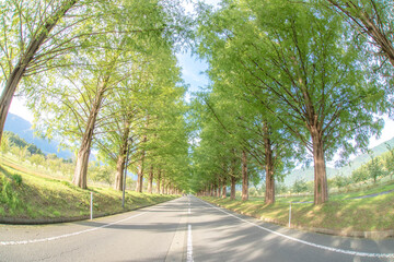 Fototapeta premium Metasequoia Tree-lined Road
