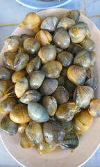 Fresh enamel venus shell edible saltwater clams