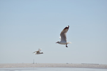 The seagulls on air above the sea water surface view horizon at Samutprakan, Thailand