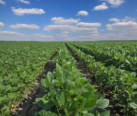Agriculture, green cultivated soybean plants in field with blue sky and clouds, agriculture in late spring or early summer