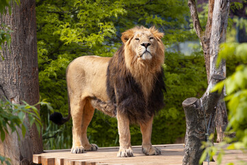 
A majestic wild lion stands among the trees. he has a mane. and behind it is a blurred green...