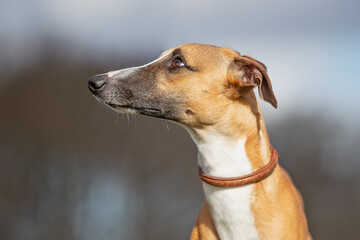 Whippet outside having fun