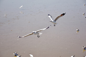 The seagulls on air above the sea water surface view horizon at Samutprakan, Thailand