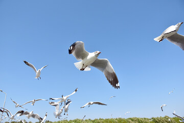 The seagulls on air above the sea water surface view horizon at Samutprakan, Thailand