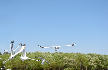 The seagulls on air above the sea water surface view horizon at Samutprakan, Thailand