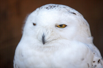 Portrait of white polar snowy owl, close up of wild bird, sitting calm, yellow eyes half closed 