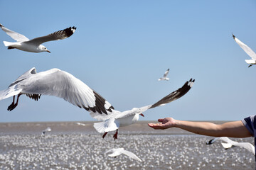 hand of traveler giving food for seagulls flying over sea at Bangpu Recreation Center in Samutprakan, Thailand.