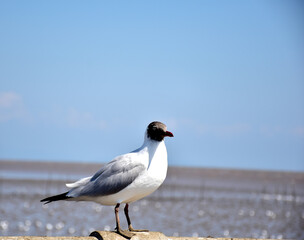 Fototapeta premium Seagull portrait against sea shore. Close up view of bird seagull sitting on the edge of the bridge at Bangpu Recreation Center, Samut Prakan, Thailand
