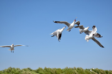 Fototapeta premium The seagulls on air above the sea water surface view horizon at Samutprakan, Thailand