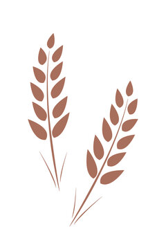 Mature ears of wheat. Vector illustration Isolated on white.
