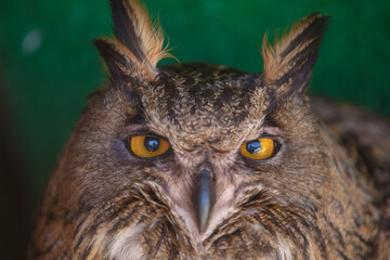Portrait of brown filin, close up of wild bird head, tobacco-brownish eyes wide open, green...